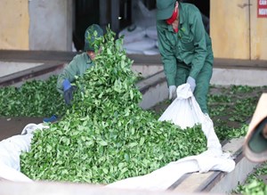 Vụ chè xuân trên cao nguyên Mộc Châu: Khi những chồi non đánh thức mùa vàng hy vọng