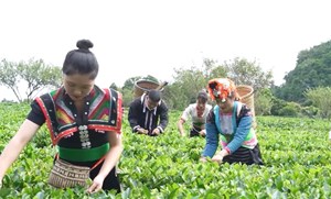 Người dân Phổng Lái Thuận Châu đón tín hiệu vui  mùa chè 