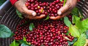 Giá nông sản 19/5: Giá tiêu tăng nhẹ, giá cà phê chững lại chờ diễn biến mới