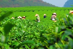 Giữ hồn trà Việt bằng sở hữu trí tuệ: Bài học từ vùng chè Tân Cương