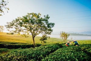 “Tea tour”  - Mô hình du lịch mới đưa Trà đến gần hơn với du khách trong và ngoài nước