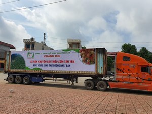 Bắc Giang: Vải thiều “Sạch – Không bị tác động của dịch Covid-19'