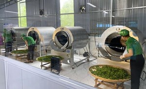 Chuyển đổi số: Tấm vé vàng đưa chè Thái Nguyên vượt biên ra thế giới