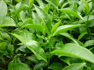 Trà Việt trên hành trình vươn ra thế giới