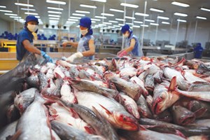 Kiểm soát an toàn thực phẩm cá da trơn xuất khẩu sang Hoa Kỳ