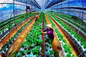 Chuyển đổi số trong nông nghiệp: Cơ hội nào cho người nông dân?