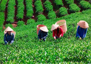 Thái Nguyên đẩy mạnh tiến độ mở rộng diện tích vùng chuyên canh chè