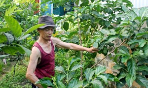 Hải Phòng: Vườn cây trái nhàu tươi đem lại hiệu quả kinh tế của ông Nguyễn Khắc Bối.