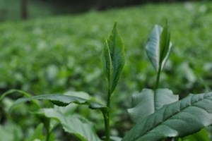 Bản địa tạo danh vị: Vì sao chè Thái Nguyên luôn được ưa chuộng?