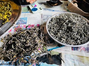 Trà vàng Tủa Chùa: Hương trầm giữa đại ngàn, vị thuốc giữa đời thường