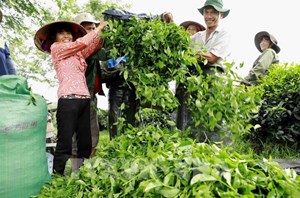 Khi trà không còn chỉ là thức uống: Bức tranh mới của ngành chè Việt Nam