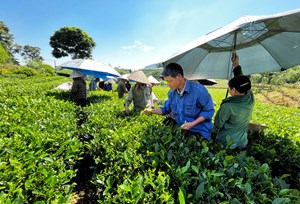 Hợp tác xã – chìa khóa của chuỗi nông sản bền vững