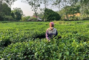 Nhãn hiệu chứng nhận: Lối mở mới cho giá trị cây chè Phú Thọ