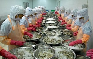 Trung Quốc trở thành thị trường nhập khẩu tôm lớn nhất của Việt Nam