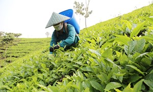 Mường Khương thu hút thêm 3 dự án chế biến chè búp tươi