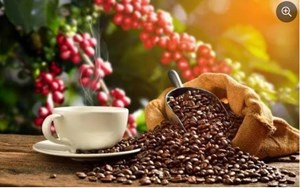 Giá cà phê xuất khẩu tăng cao đạt 2,9 tỷ USD trong 5 tháng