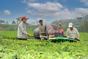 Xây dựng thương hiệu chè Phú Thọ: Hành trình gắn kết khoa học, văn hóa và kinh tế