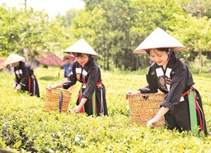 Chè bản Ven: Biểu tượng sống động của văn hóa và kinh tế Yên Thế