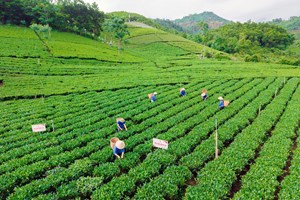 Điểm tên những Đại danh trà ở thủ phủ chè Thái Nguyên