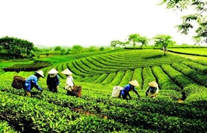 Cây chè: Biểu tượng sống của Thái Nguyên trên hành trình xanh