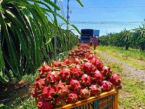 Tương lai nông sản Việt: Chuyển mình từ xuất khẩu thô sang giá trị gia tăng