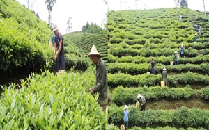 Chè búp tươi bội thu, Mường Khương tiến tới hơn 100 ha chè hữu cơ