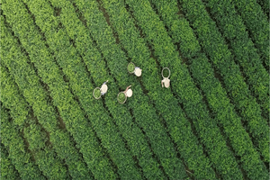 Chuyển dịch chuỗi giá trị ngành rau quả: Nâng cao chất lượng và giải pháp thâm nhập các thị trường lớn