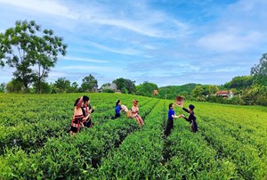 Vô Tranh dịch chuyển mô hình: Đưa văn hóa vào chuỗi giá trị trà