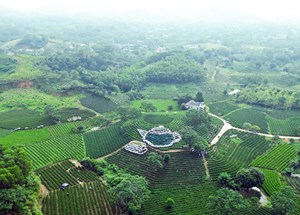 Xứ sở chè Vô Tranh, Thái Nguyên xác lập hai kỷ lục Việt Nam 