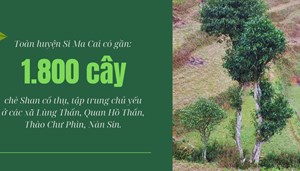 Si Ma Cai - Bảo tồn và phát triển vùng chè Shan cổ thụ