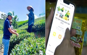 Chống hàng giả, dựng niềm tin - Hệ sinh thái số cho chè Việt bứt phá