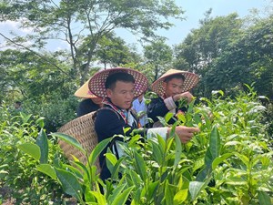 A Lù chuyển mình từ cây chè: Hành trình từ nghèo khó đến kinh tế hàng hóa