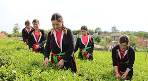 Bàn Đạt khởi sắc từ những nương chè VietGAP