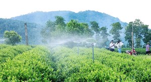 Làng nghề chè Lam - Bình Sơn: Hành trình vươn lên từ cây chè