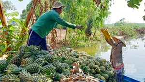 Bản tin nông sản 9/7: Giảm áp lực xuất khẩu khi nông sản đến vụ