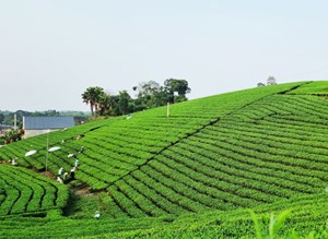 Thái Nguyên: Đẩy mạnh trồng mới chè, quyết tâm hoàn thành mục tiêu 275.000 tấn năm 2025
