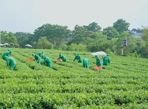 Liên kết chiến lược FDI và tư nhân: Bệ phóng cho thương hiệu chè Việt