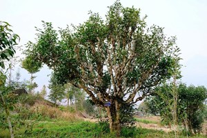 Hợp tác xã kiểu mới: Đòn bẩy nâng tầm chuỗi giá trị nông nghiệp Tuyên Quang