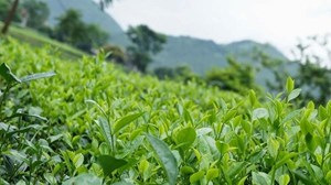 Từng bước hồi phục "sức khỏe" đất trồng để sản xuất chè hữu cơ, sinh thái