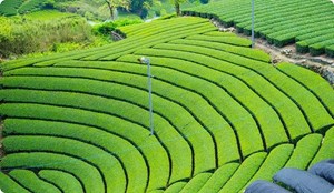 Nhật Bản siết quản lý, bảo hộ thương hiệu trà trên toàn cầu