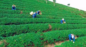 Trà đặc sản và làn sóng chuyển mình theo tư duy hạt rang