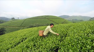 Kinh tế tư nhân: Đòn bẩy mới cho ngành chè Việt Nam bứt phá trong thời đại hội nhập