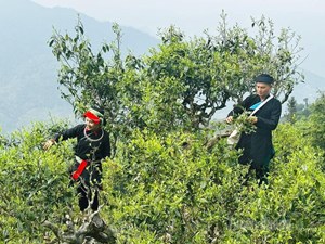 “Vàng xanh” Shan tuyết và hành trình chinh phục thị trường toàn cầu