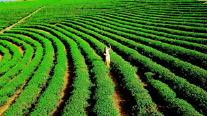Lâm Đồng hướng tới mục tiêu trở thành "trung tâm trà thế giới" 