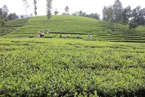 Lào Cai tái thiết đất nông nghiệp: 320 ha chuyển sang trồng chè chất lượng cao