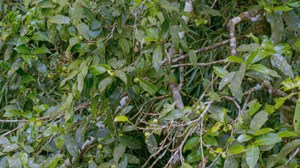Phát hiện quần thể chè cổ thụ tại Quảng Ninh: Tiềm năng mới cho thương hiệu chè Đường Hoa