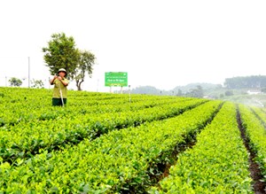 Đệ nhất danh trà Thái Nguyên trong kỷ nguyên số