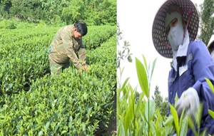 Đại Phúc khai thác tiềm năng cây chè, hướng tới doanh thu 1.500 tỷ