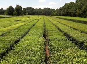 Thị trường trà hữu cơ Mỹ: Cơ hội phát triển và Những thách thức cần vượt qua