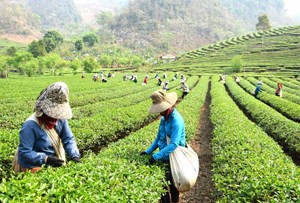 Cảm biến nano phát hiện nhanh dư lượng thuốc trừ sâu